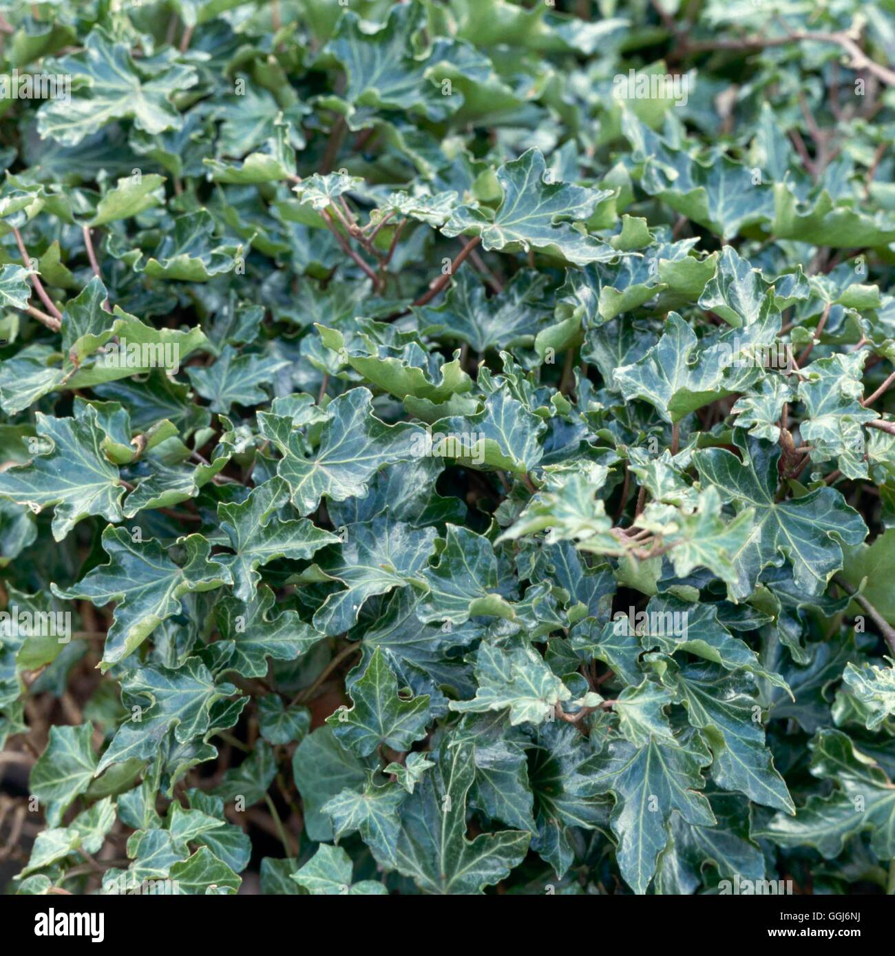 Hedera helix - `Ivalace' AGM   CLS004834 Stock Photo